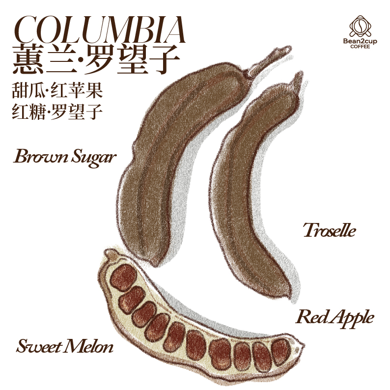 哥伦比亚 蕙兰 罗望子 80小时发酵水洗处理